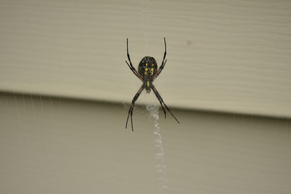 Garden Spinder and his web...