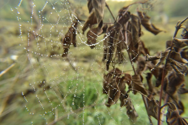 Dew Dripping Web...