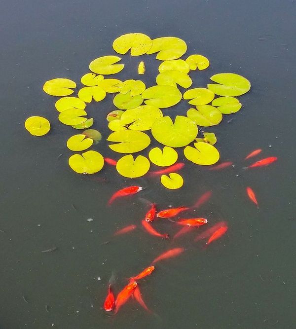 The Rare Japanese Pac Man Gold Fish: Just sent to me by a friend ...