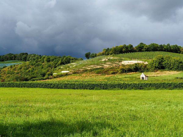 Storms looming over the vines....