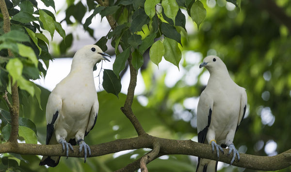 cute doves...