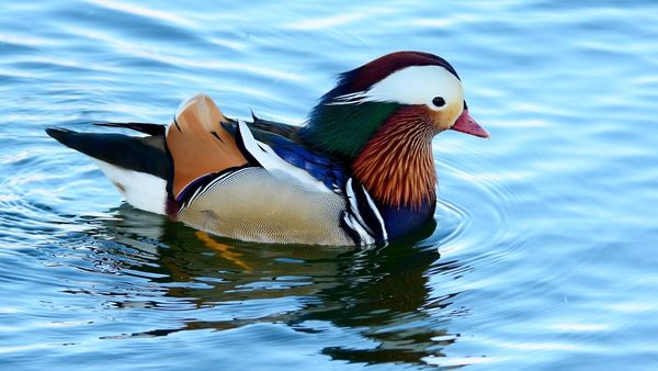 Mandarin Duck (Male)...