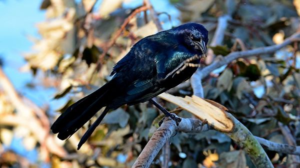 Boat-Tailled Grackle (Male)...