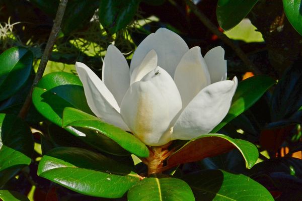 Fly  - and Magnolia Blossom...