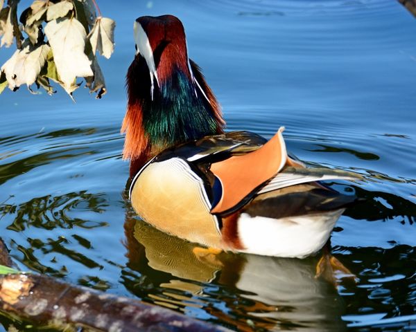 Beautiful - even from behind! Mandarin Duck (Male)...