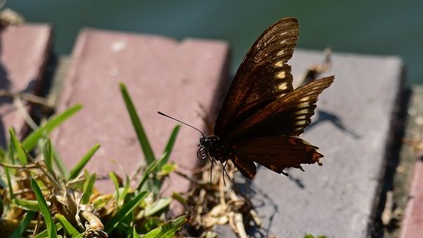 Spicebush Swallowtail Butterfly in flight...