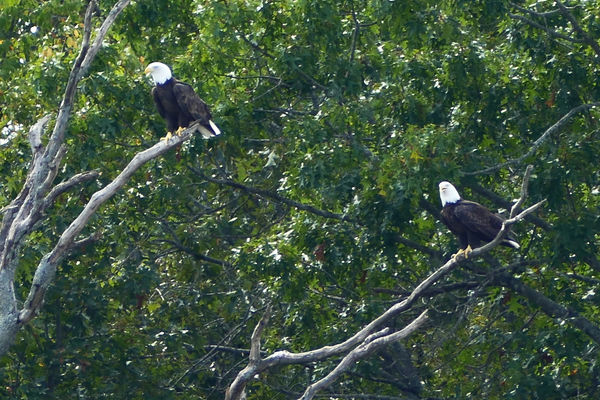 a pair of Bald Eagles on Bull Shoals...