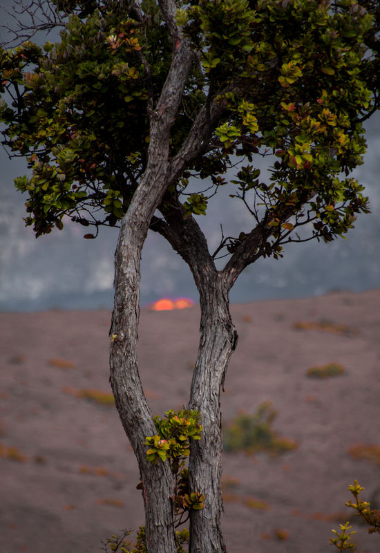 Looking at Lava thru tree in Volcano National Park...