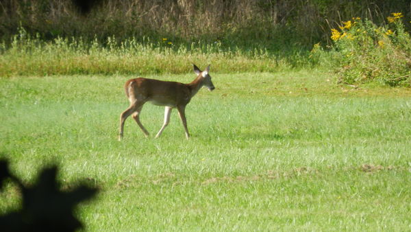 Fawn heading for the bushes!...
