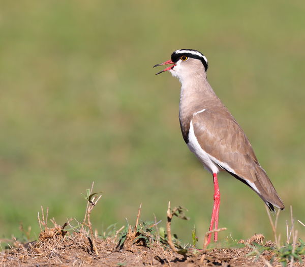 Crowned Plover...