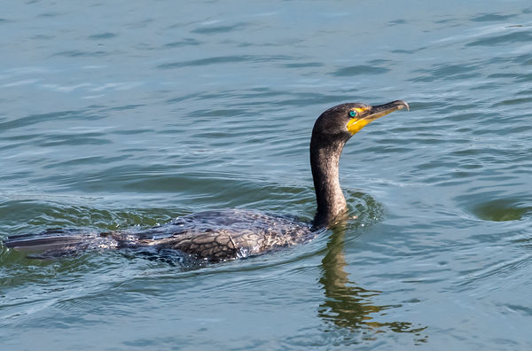 7. Double breasted cormorant...