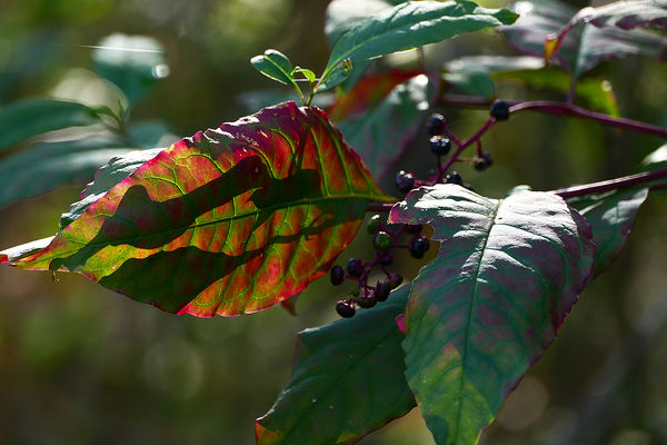 pokeweed berries with bright sunlit leaves...