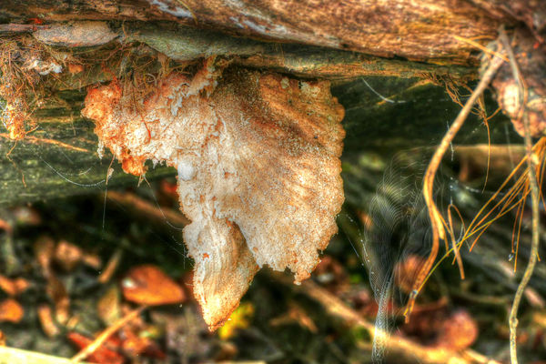 another fungus - and a spider web!...