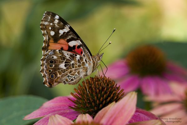 Painted Lady Butterfly...