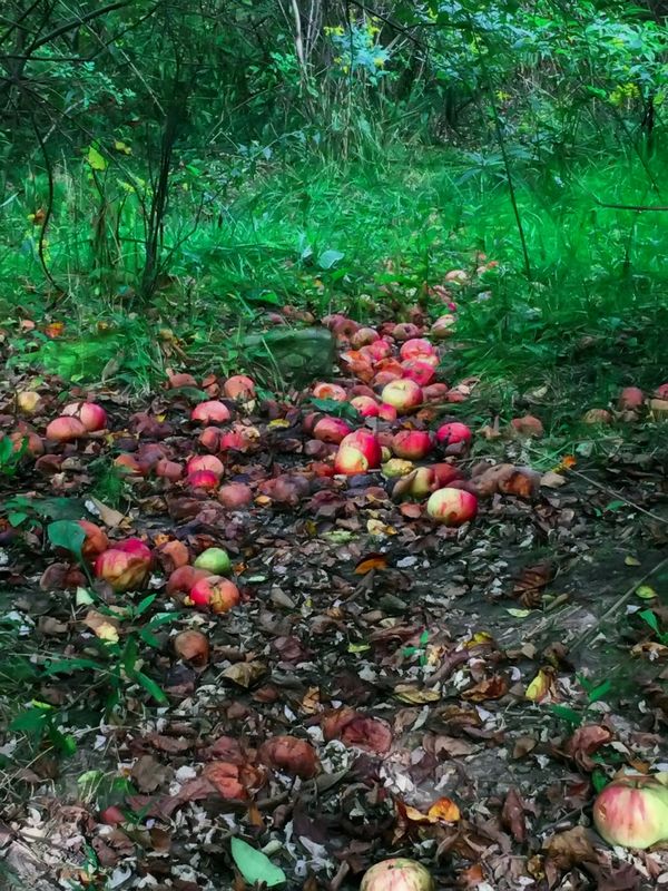 Apples on the forest floor from a 'wild' tree....