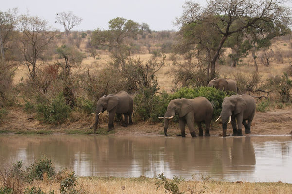 Group of males at the watering hole....