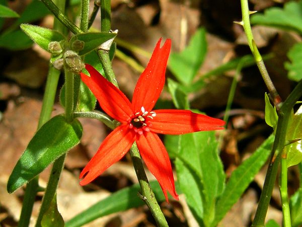 Scarlet Catchfly  from Camp Charlton...