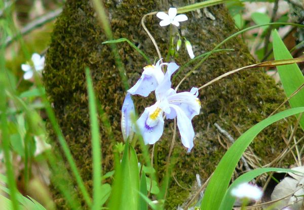 A Wild Iris from Cossatot Falls...