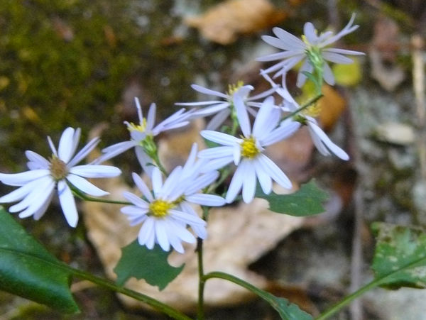 white Aster from Cossatot Falls...