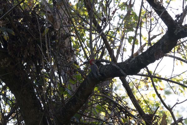 A woodpecker, all I did here was develop the RAW i...