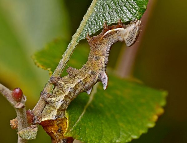 Pebble Prominent Moth (Eligmodonta ziczac)...