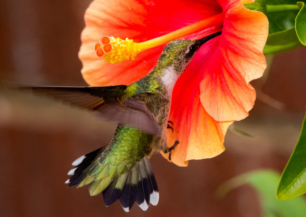1. Juvenile male ruby throat in the hibiscus...