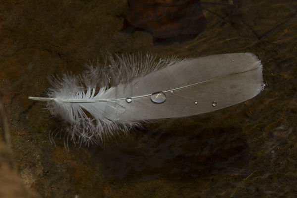 A feather floating in the water...