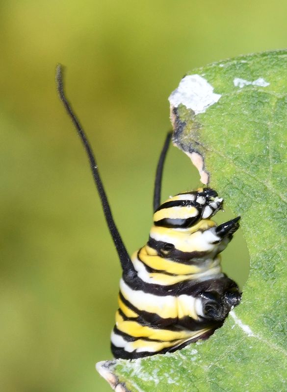 Monarch Caterpillar Snacking...
