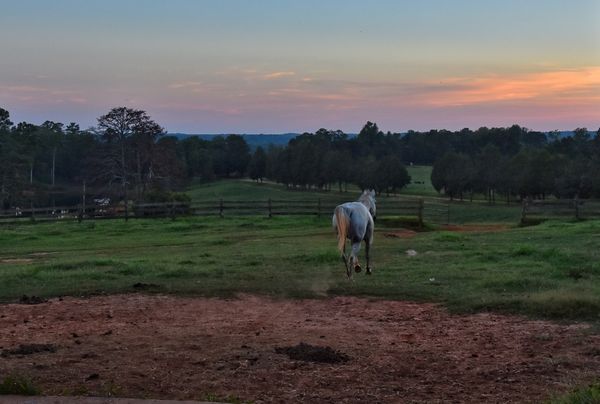 Post sunset - This is Dodger, the horse our Grandd...