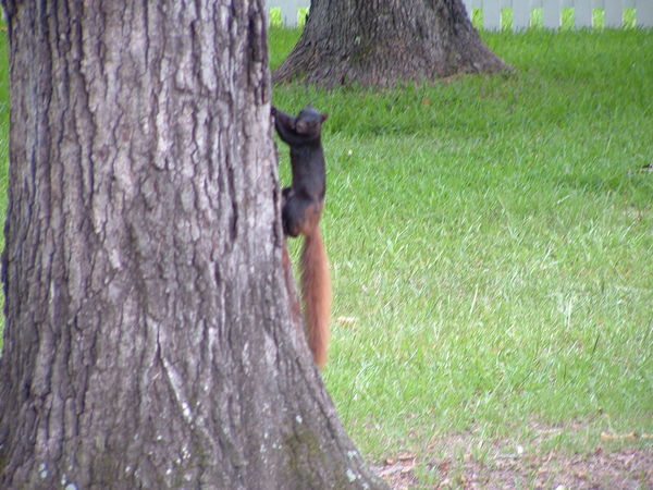 squirrel from over the hedge squirrel from over the hedge