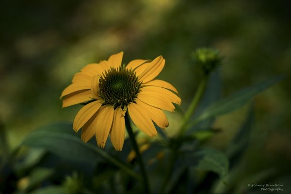 Yellow Cone flower...