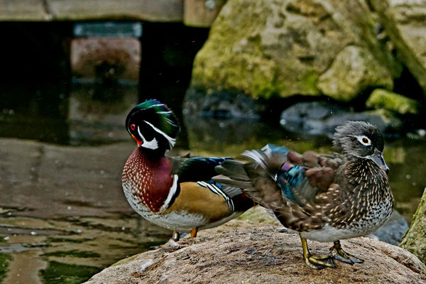 Male  and Female American wood ducks...