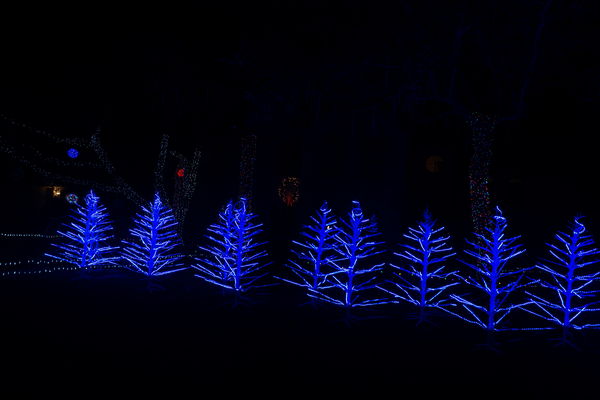 caught these trees in their blue mood....