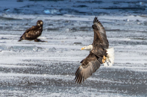 Juvenile on ice at left....