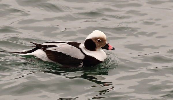 Long Tailed Duck...