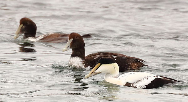Common Eider , male (white) and two females...
