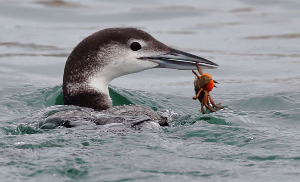 Loon with a crab lunch....