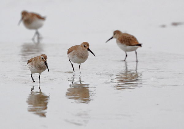 Plovers searching for sand worms...