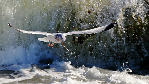 Sea gull with a sea from and the wave full of sea ...