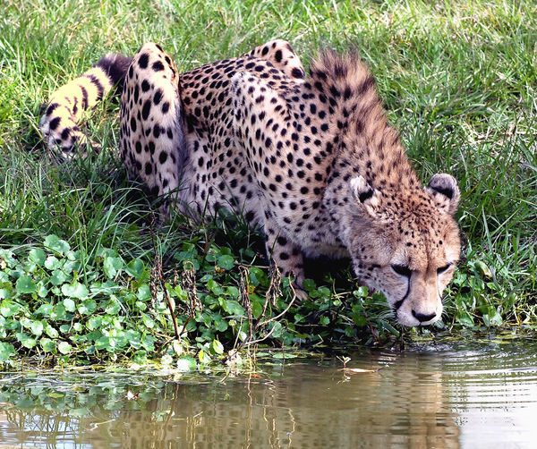Thirsty Cat (Lowry Park Zoo, Tampa)...
