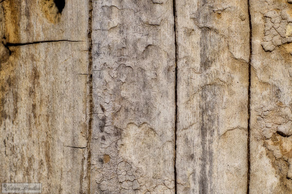Just a texture from a old tree that I liked...