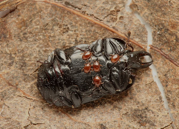 Hesteric Insect Six pictures of two: The first are pictures of a halictid bee There are ...