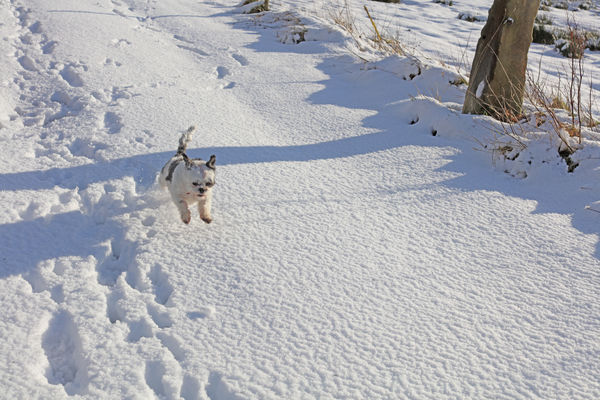 Winnie romping in snow, Bless her little heart...