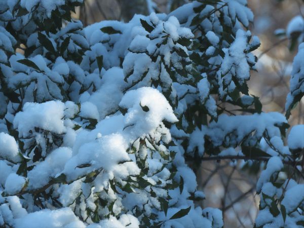 hi little snow bird.   have you seen frosty?...