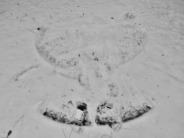 hey weird little snow angel, have you seen frosty?...
