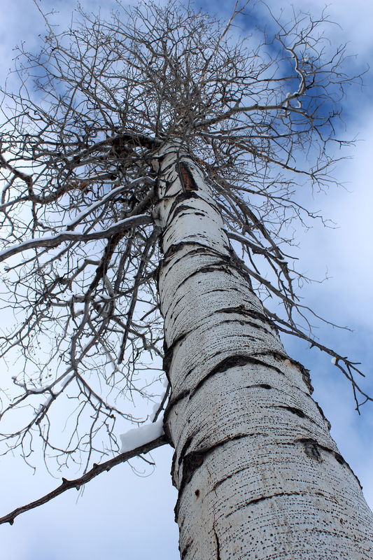 Ahh, the mighty aspen tree. They're pretty cool tr...
