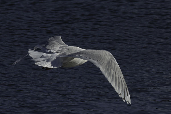 Another Iceland Gull...