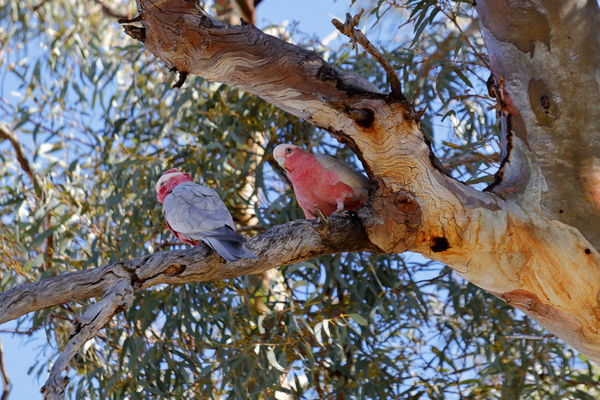 These galahs (native birds) watched us...