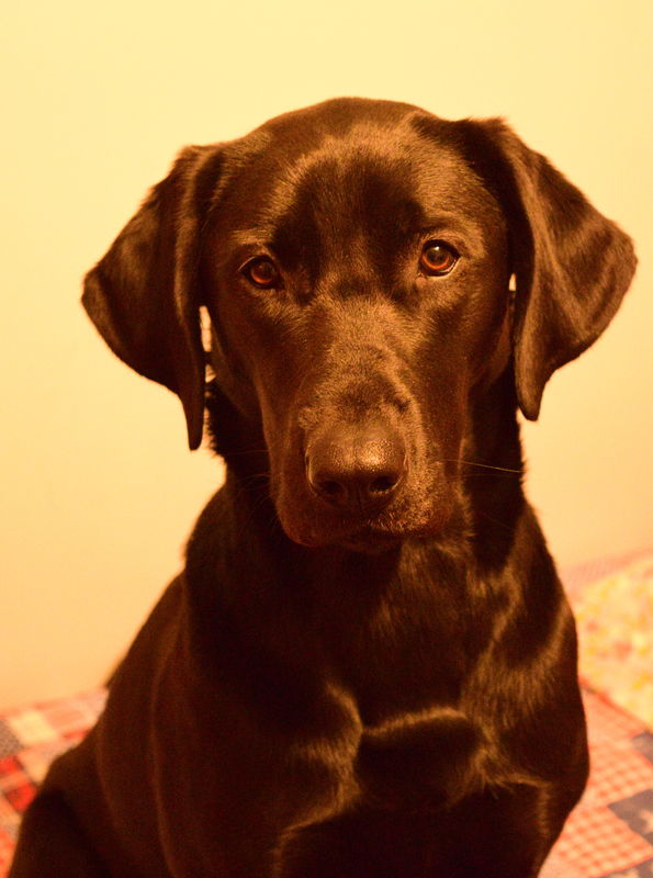 she is a Black Lab, but liked this sepia too...