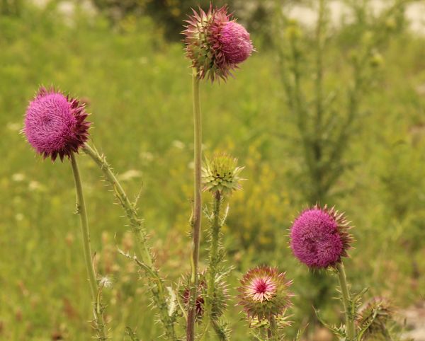 Wild Thistles in various states of blooming...